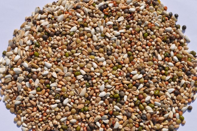 DB-DIETA PROTEINOWA 25 KG MDM (2)