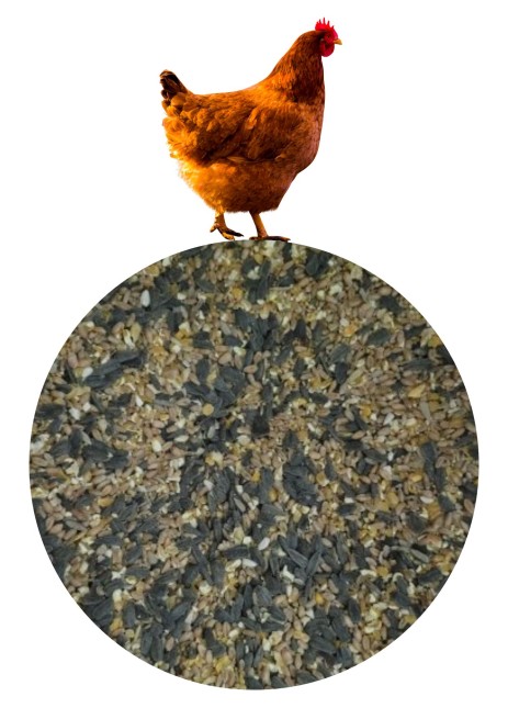Karma dla kur z muszlą 10 kg