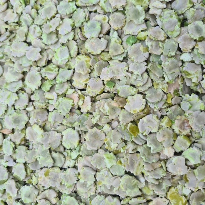Groch Prasowany  1 kg