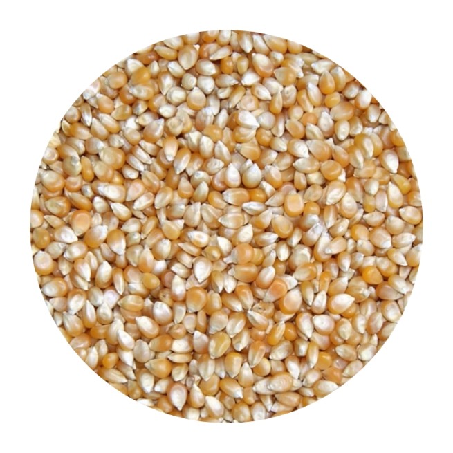 Kukurydza POPCORN PĘKAJĄCY 1kg (1)