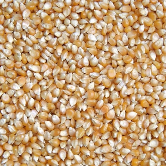 Kukurydza POPCORN PĘKAJĄCY 1kg (2)