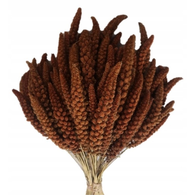  Proso Czerwone Senegalskie w Kłosach 1 kg