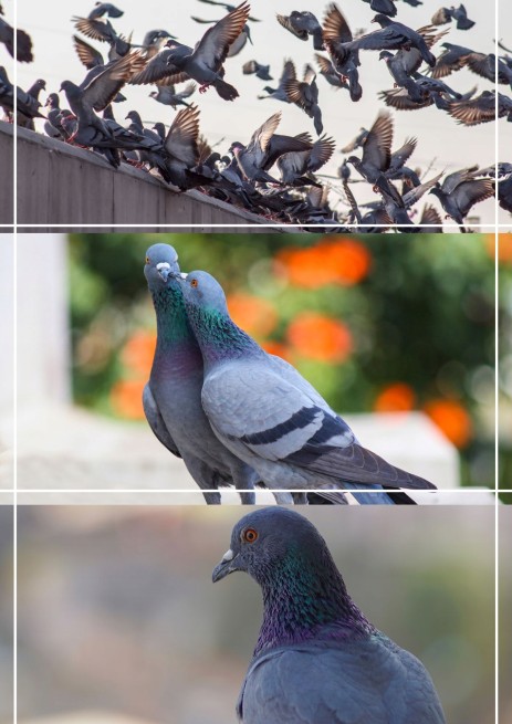 MDM RL Karma Rozpłodowo Lotowa bez pszenicy 25 kg (4)