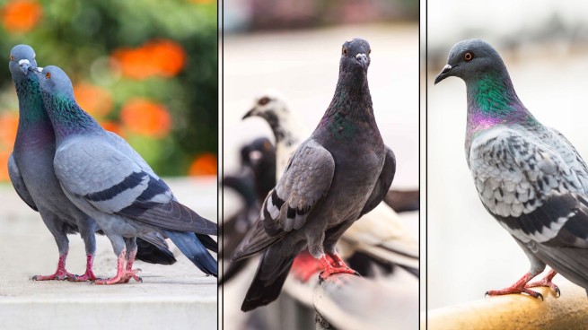 MDM JO – JUNIOR dla gołębi 25kg (3)