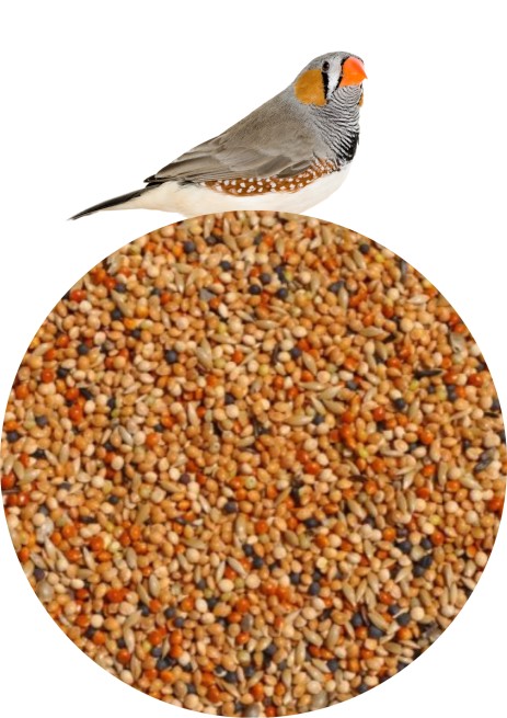 Mała Egzotyka Ekonomik 10 kg ZŁOTA KRAINA