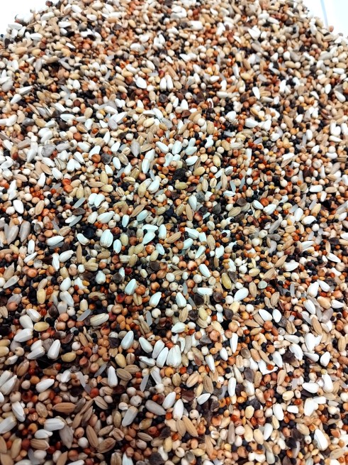 Nasiona Oleiste dla dzikich ptaków 20 kg  (4)