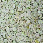 Groch Prasowany  1 kg