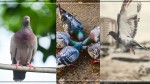 Mieszanka paszowa dla gołębi Spiramix Lęgi pierzenie 800g