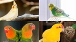 Karma dla papug małych i średnich 1kg ZŁOTA KRAINA
