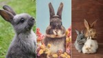 Karma dla gryzoni, królików 1kg ZŁOTA KRAINA