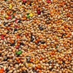 Mała Egzotyka Extra z biszkoptem 10 KG ZŁOTA KRAINA