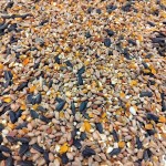 mini: Karma dla kur z muszlą 10 KG ZŁOTA KRAINA (2)