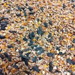 mini: Karma dla kur z muszlą 10 KG ZŁOTA KRAINA (4)