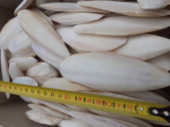  SepiaWapno z Mątwy dla Ptaków Egzotycznych 0,5 KG MAŁA