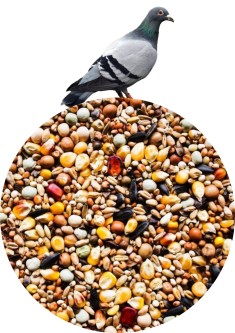 Karma dla gołębi Agro King Dla Krótkodziobów 25kg
