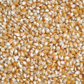 Kukurydza POPCORN PĘKAJĄCY 1kg