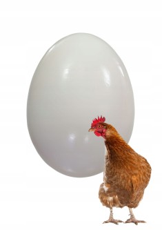Jajka pełne średnie dla kury 1 szt  