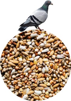 Karma dla gołębi Agro King SD Super Dietetyczna 1kg