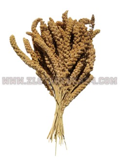 Proso Senegalskie w Kłosach Białe 0.5 KG