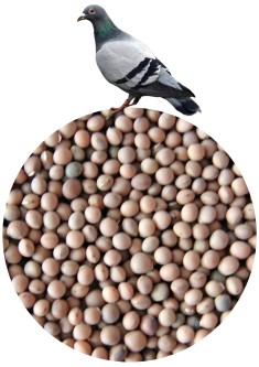 Obrazek dla: Wyka dla gołębi mieszana (paszowa) 5kg KAMPOL