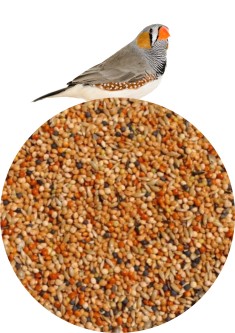 Mała Egzotyka Ekonomik 10 kg ZŁOTA KRAINA